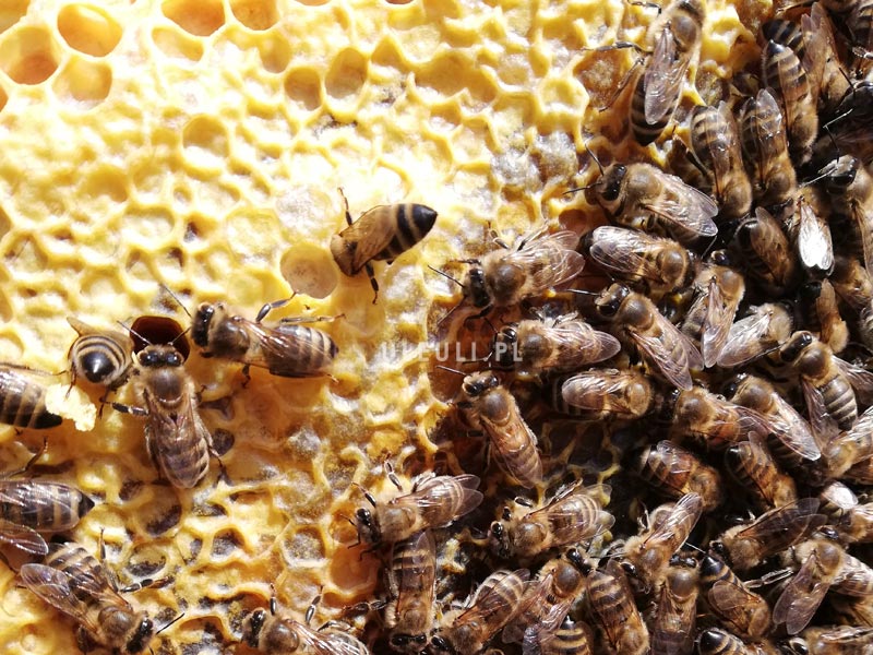 pszczoły, wiosna, ramka, pierwszy przegląd,, ocena zapasów,
