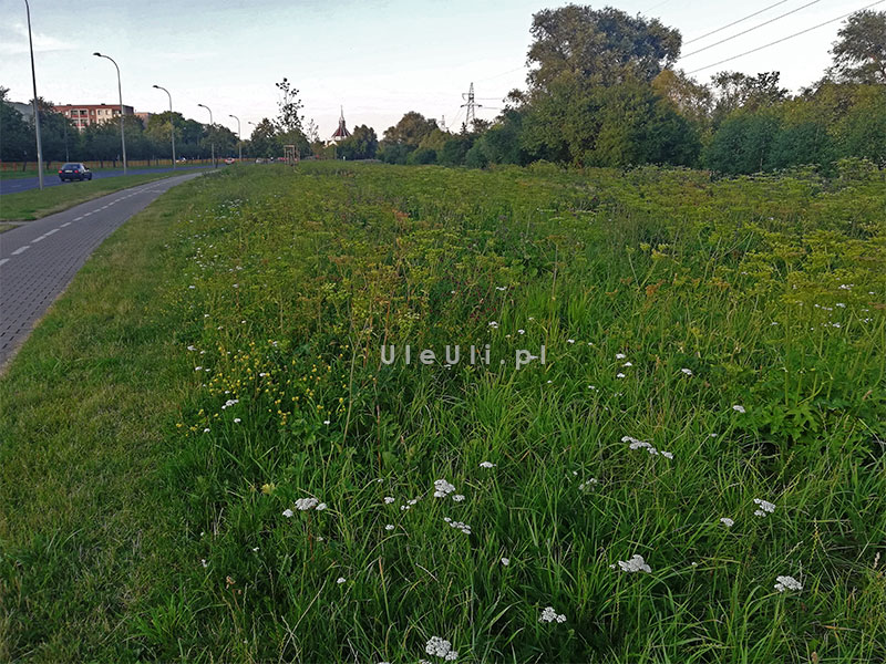 uleuli.pl, łąki kwietne, zieleń w mieście, zapylacze,